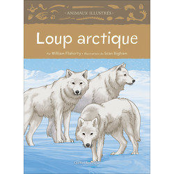 Loup arctique