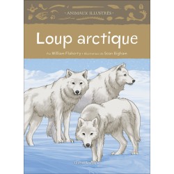 Loup arctique