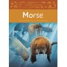 Morse